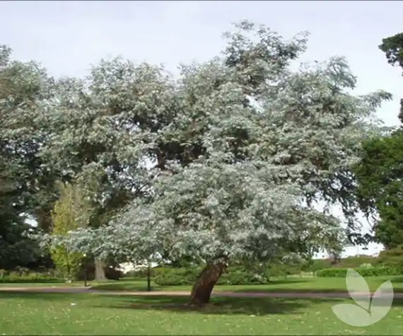  Eucalipto el "Huerto urbano" 