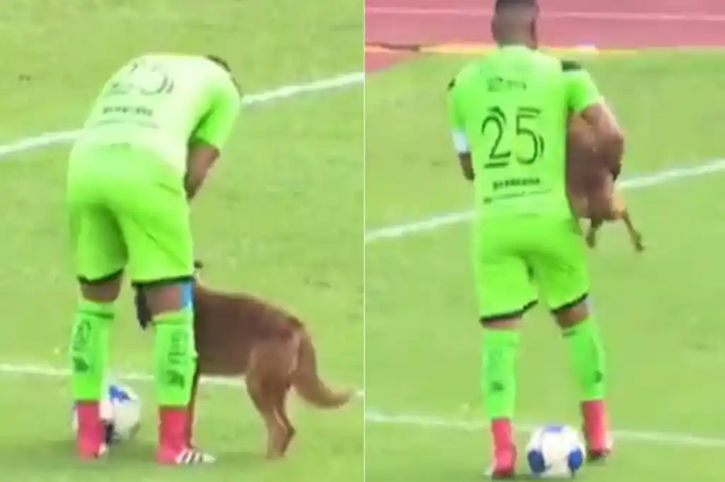 Un perro entró a la cancha en pleno partido y mordió al arquero