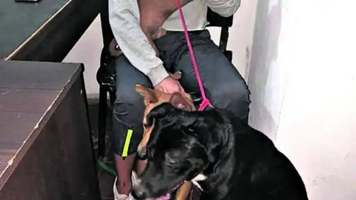 Perimetral para un hombre que maltrató a una perra
