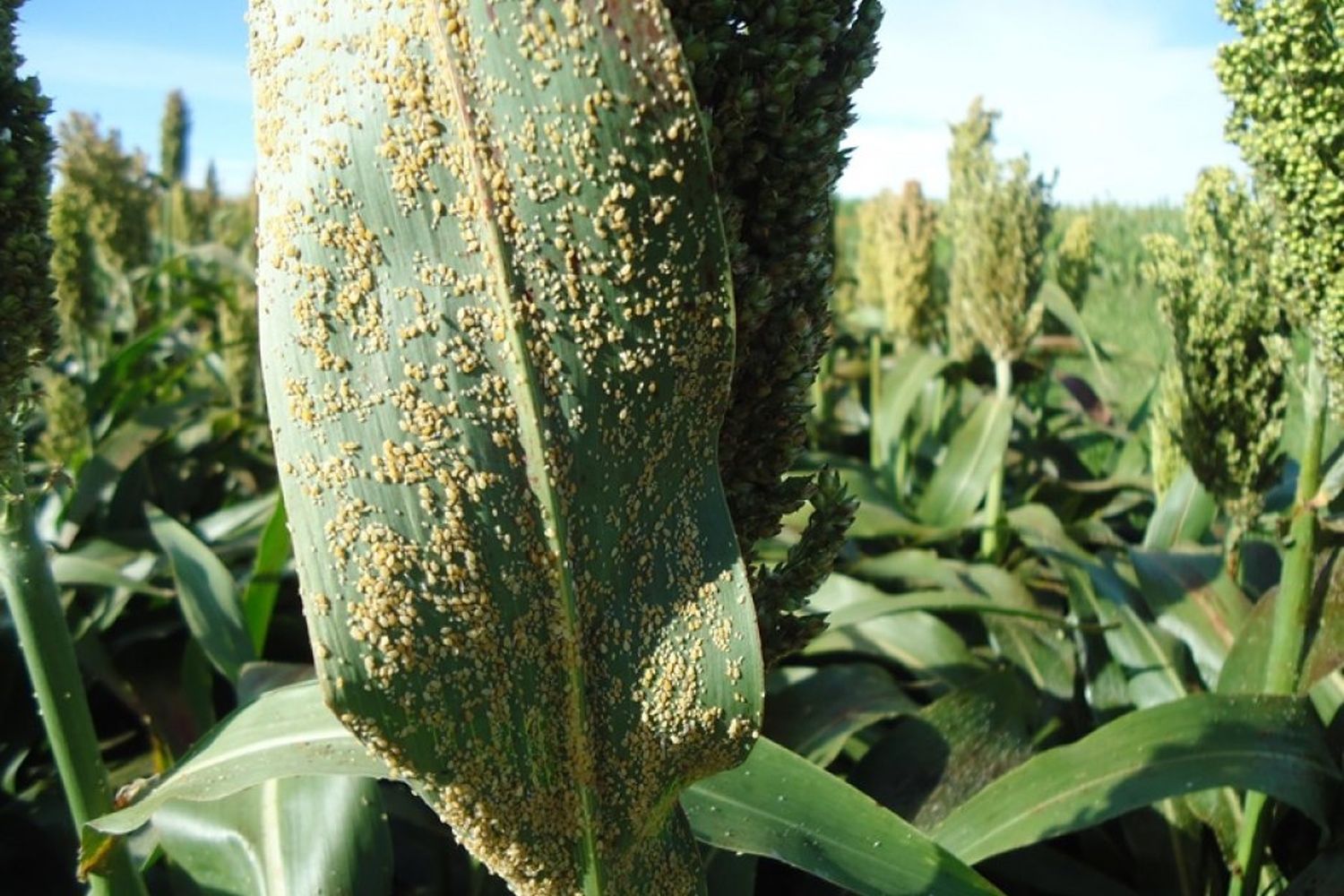 La falta de agua multiplicó los ataques de pulgón amarillo en los cultivos de sorgo entrerriano