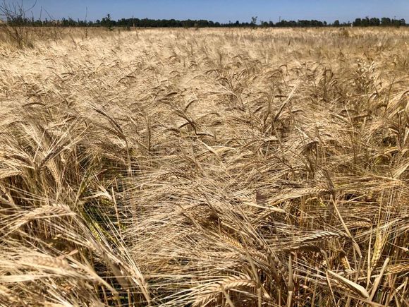 La agroecología, una opción competitiva y sostenible