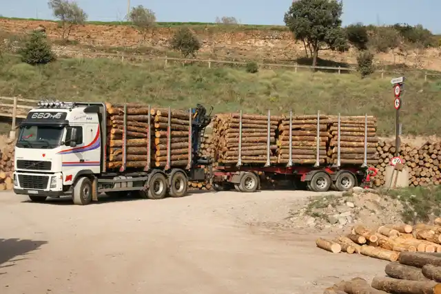 Denuncian el monopolio de la madera por parte de la pastera Botnia UPM