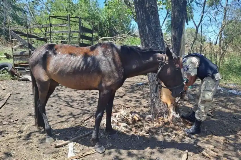 Maltrato animal: Rescataron tres caballos y una oveja “en estado deplorable”