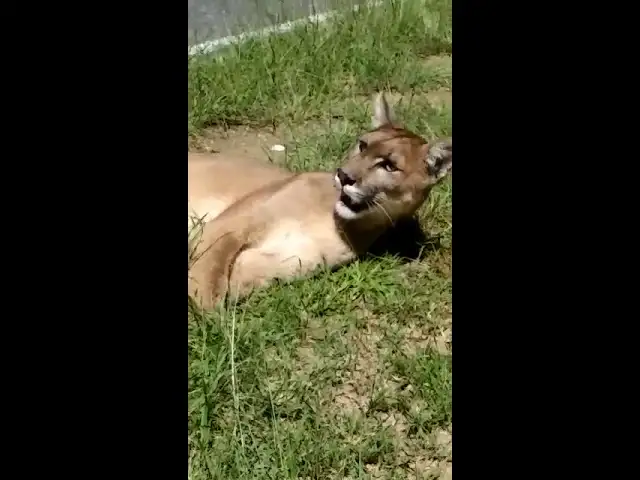 Buscan a un puma que fue chocado por una camioneta en Tucumán