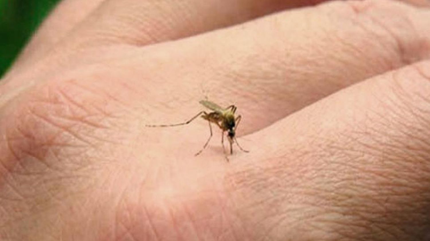 Aumentaron un 86 % los casos de dengue en Entre Ríos