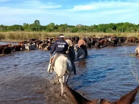 Efectivos de la Uear realizan patrullajes preventivos a caballo en establecimientos ganaderos de Formosa, supervisando el movimiento de ganado vacuno en zonas rurales y áreas anegadas para combatir el abigeato y garantizar la seguridad rural.