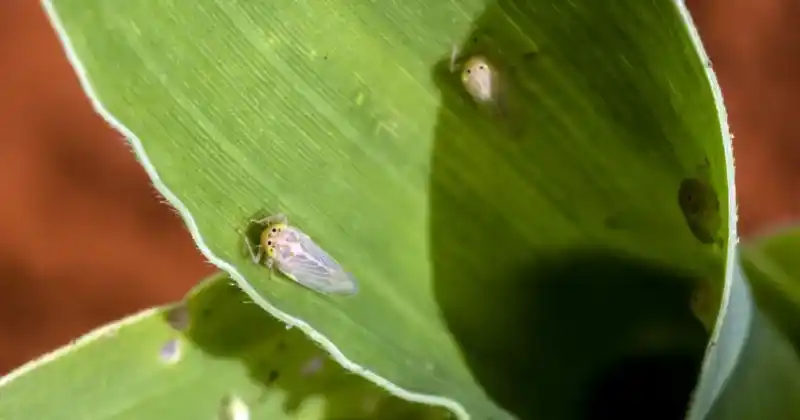 Severos daños y pérdidas a causa del avance de la enfermedad causada por la bacteria Spiroplasma Kunkeli.