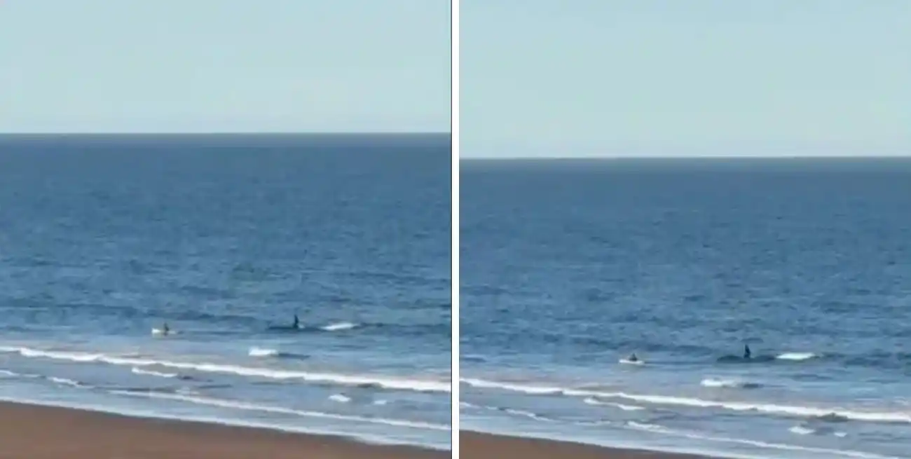 Especialistas explicaron el comportamiento del animal tras el impactante episodio.