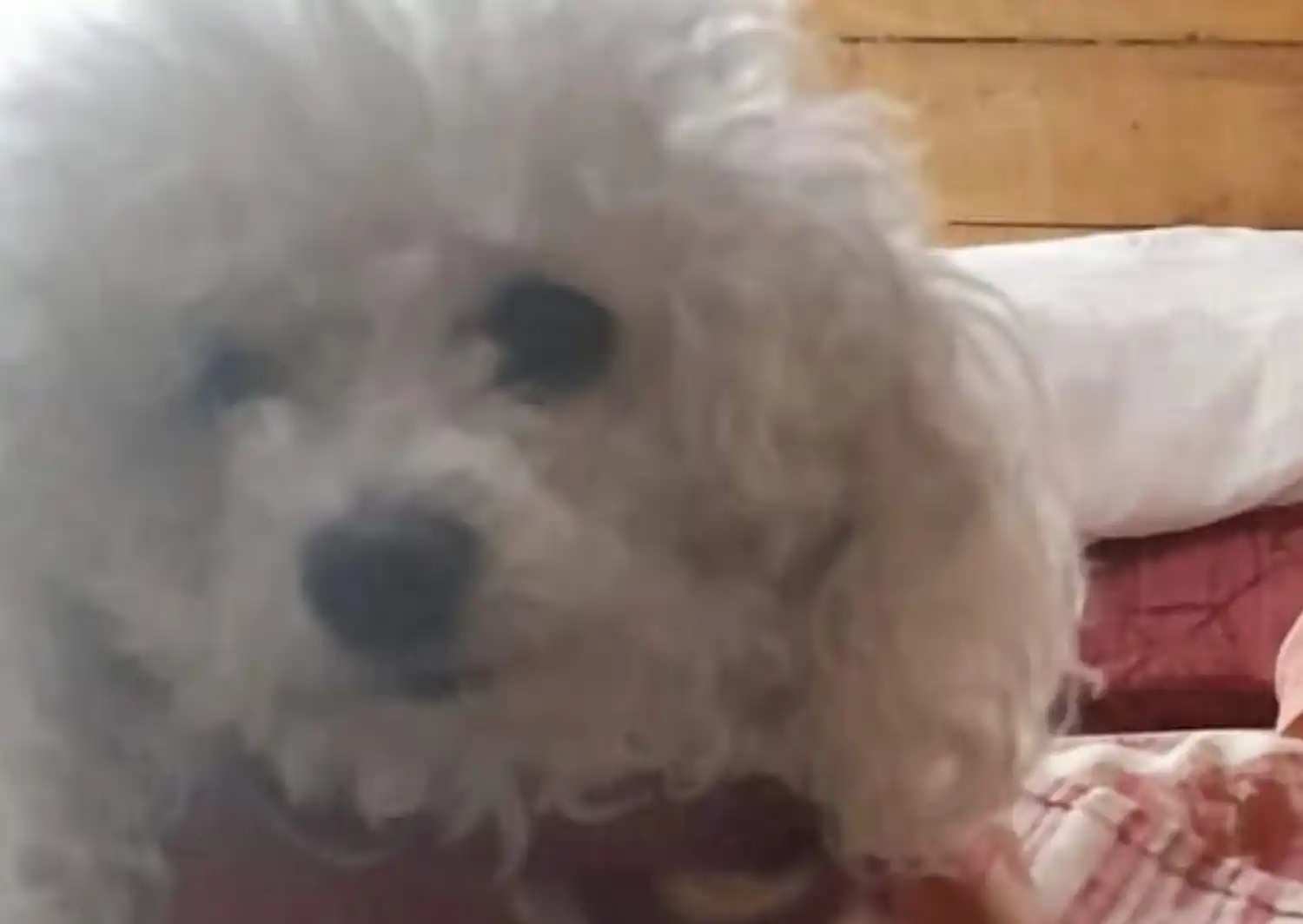 Mascotas: buscan a Juana
