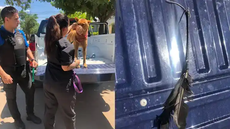 Maltrato animal: hirieron a un perro con una flecha que le quedó incrustada en la zona dorsal