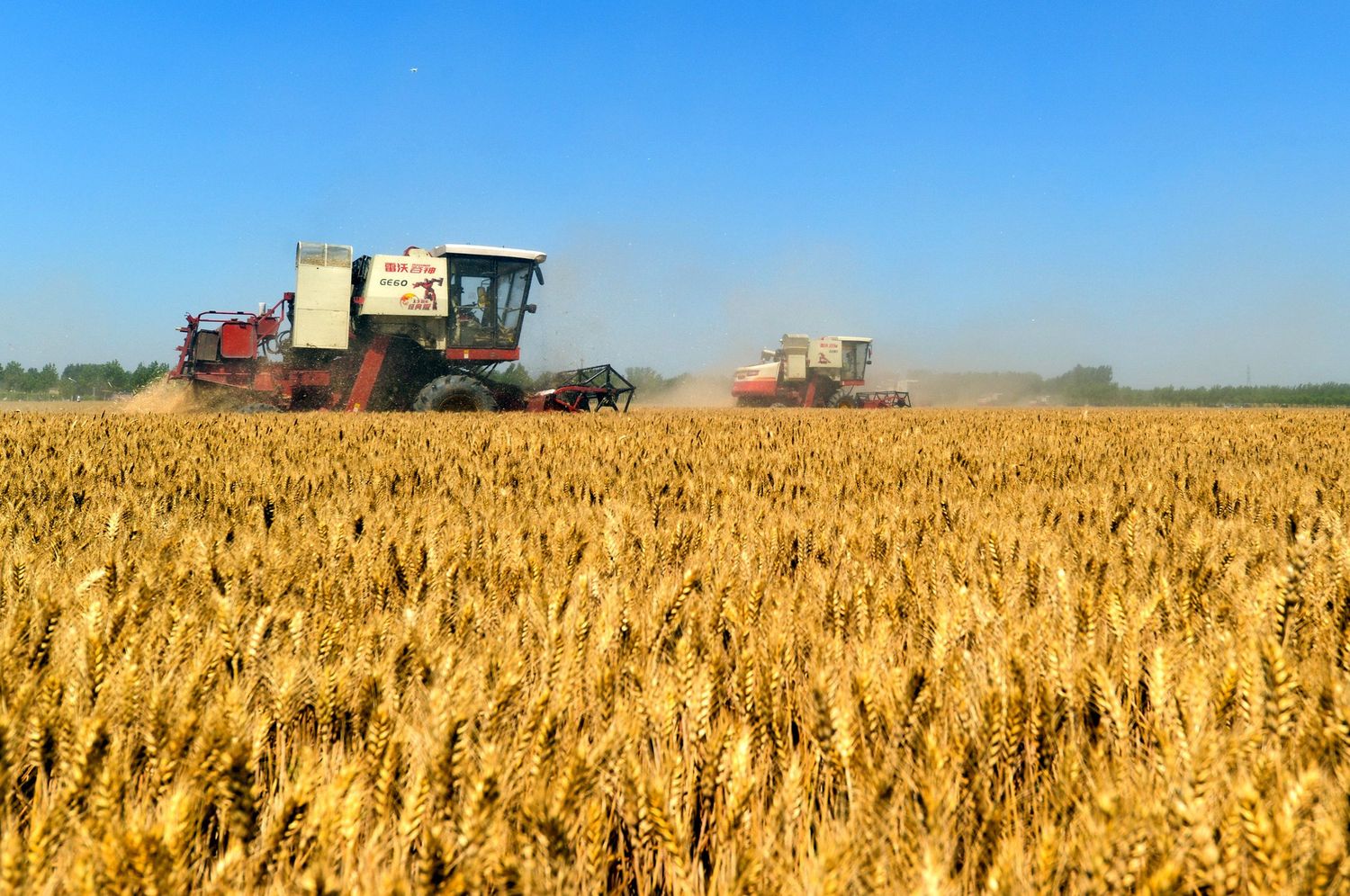 Con altas expectativas se da inicio a la siembra de trigo en la región centro norte