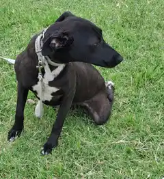 Buscan la adopción responsable de una perra abandonada en el Colegio de Veterinarios