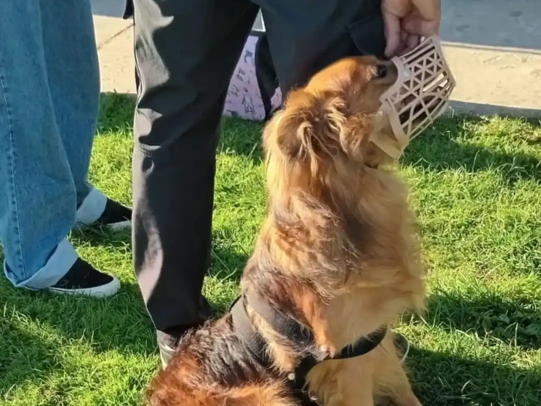 Castración de mascotas