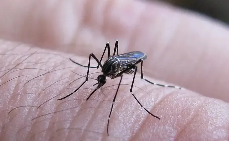 Si no puedes contra ellos, úneteles: Brasil inauguró una fábrica de mosquitos para combatir el dengue