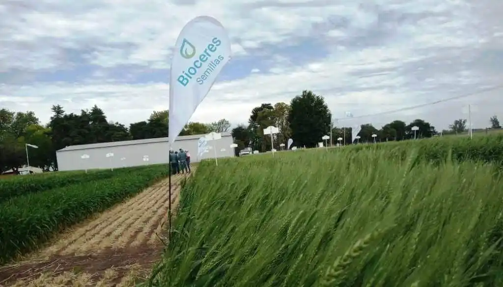 Iban a instalar una planta de rastrojos en Tandil y ahora cambian su negocio por la caída de ingresos