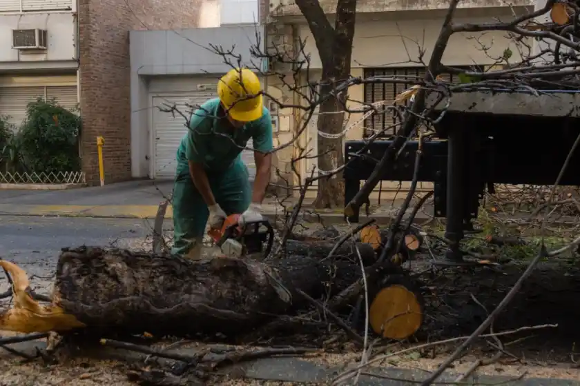 Retiran árboles con riesgo de caída en el centro de Rosario