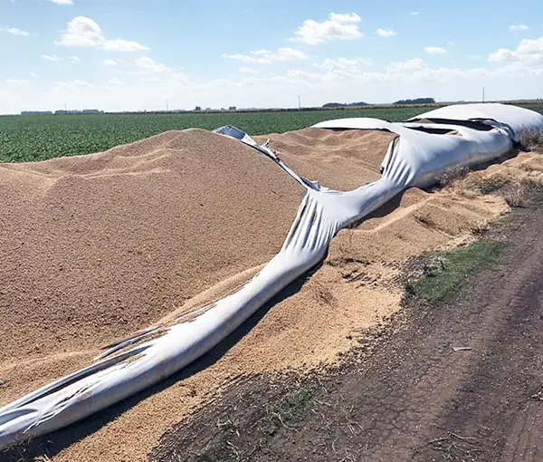 Sustraen 20 toneladas de soja luego de destrozar un silobolsa en un campo