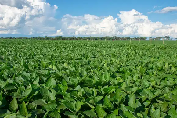 La soja cayó por debajo de los USD 400 por primera vez en cuatro años