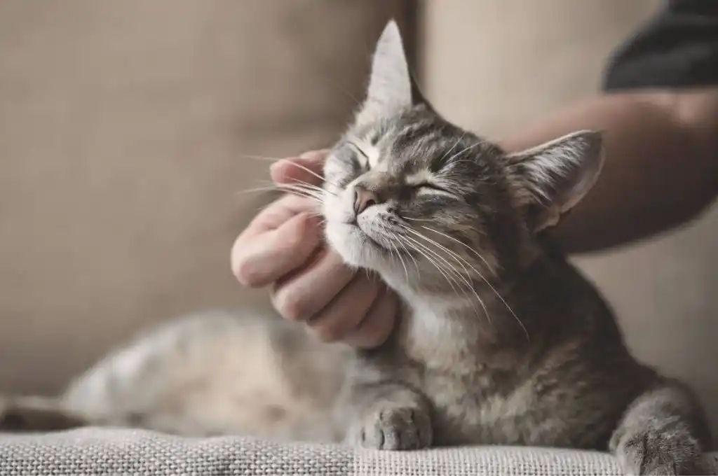 Crean una aplicación que interpreta los sentimientos de los gatos