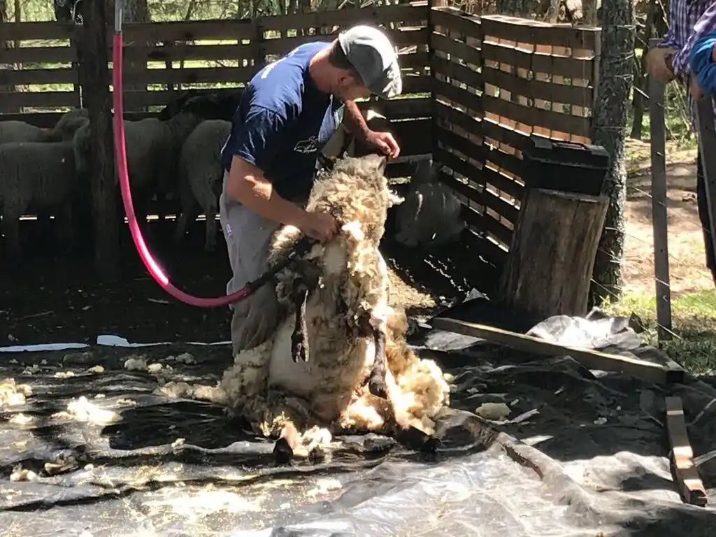 Provincia aprobó 34 proyectos ovinos por más de $20 millones