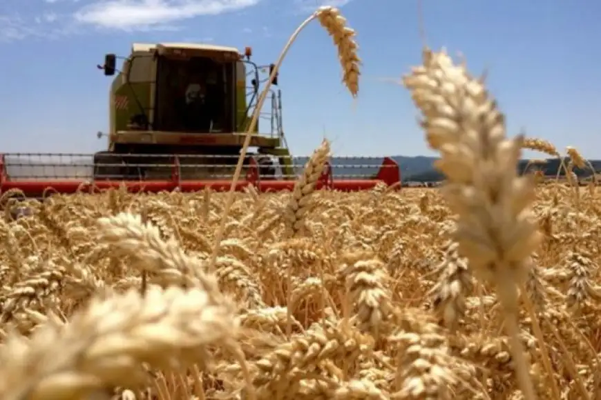 Finalizó la cosecha de trigo en Entre Ríos con un salto del 32% en los rendimientos