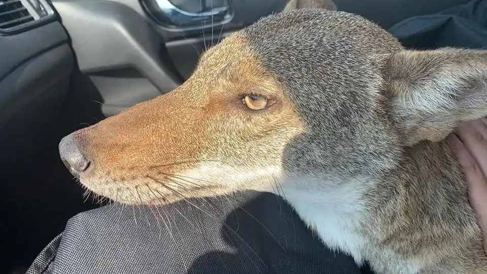 Pensó que rescataba a un perro herido, pero resultó ser un coyote