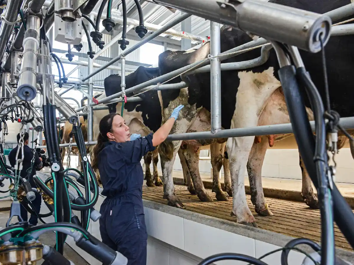 Más del 75% de la leche la producen los tambos de más 3.000 litros diarios 