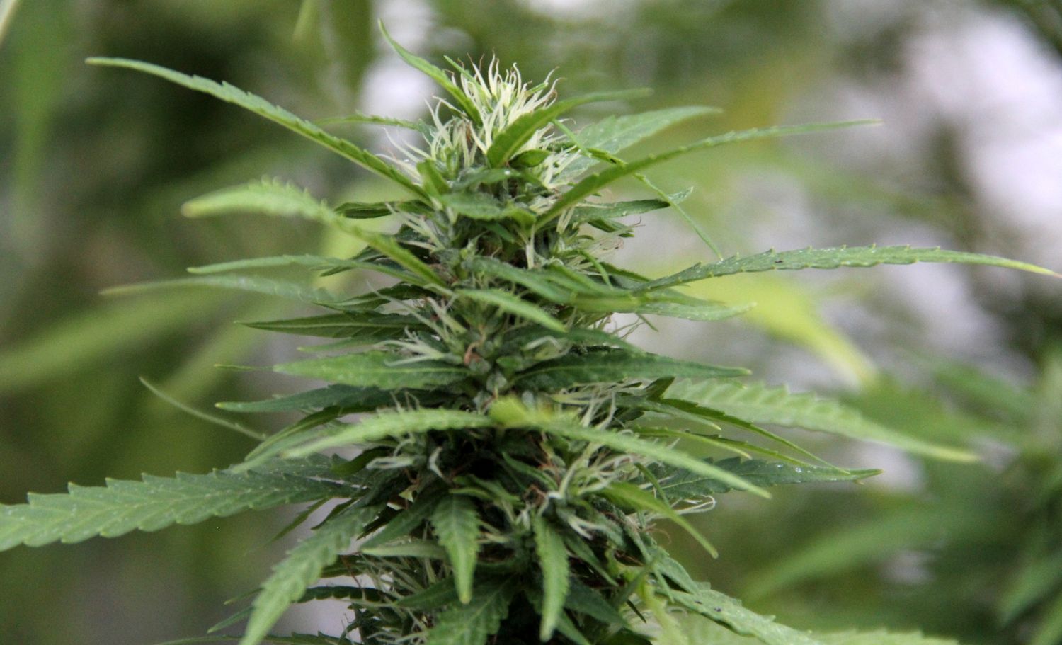 Aceite de cannabis: logró que la obra social se lo pague, pero le prohíben importarlo