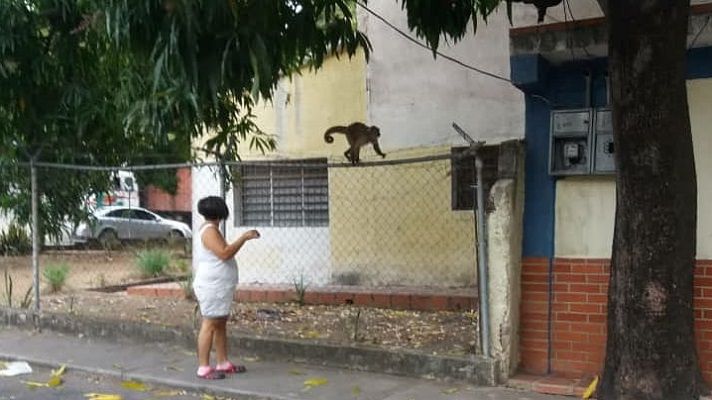 BUSCAN COMIDA: se escaparon 40 monos del Zoológico de Las Delicias en Maracay