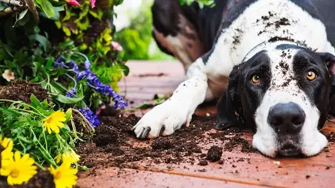 El Rincón del Jardinero - El jardín ideal para vos y tus mascotas