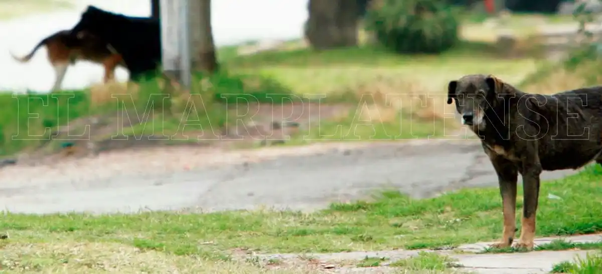 Hay 13 mil perros callejeros en Mar del Plata