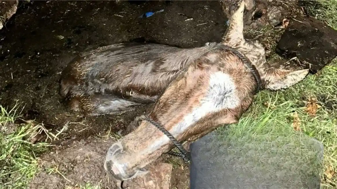 San Genaro: rescatan a un caballo que cayó en un pozo ciego