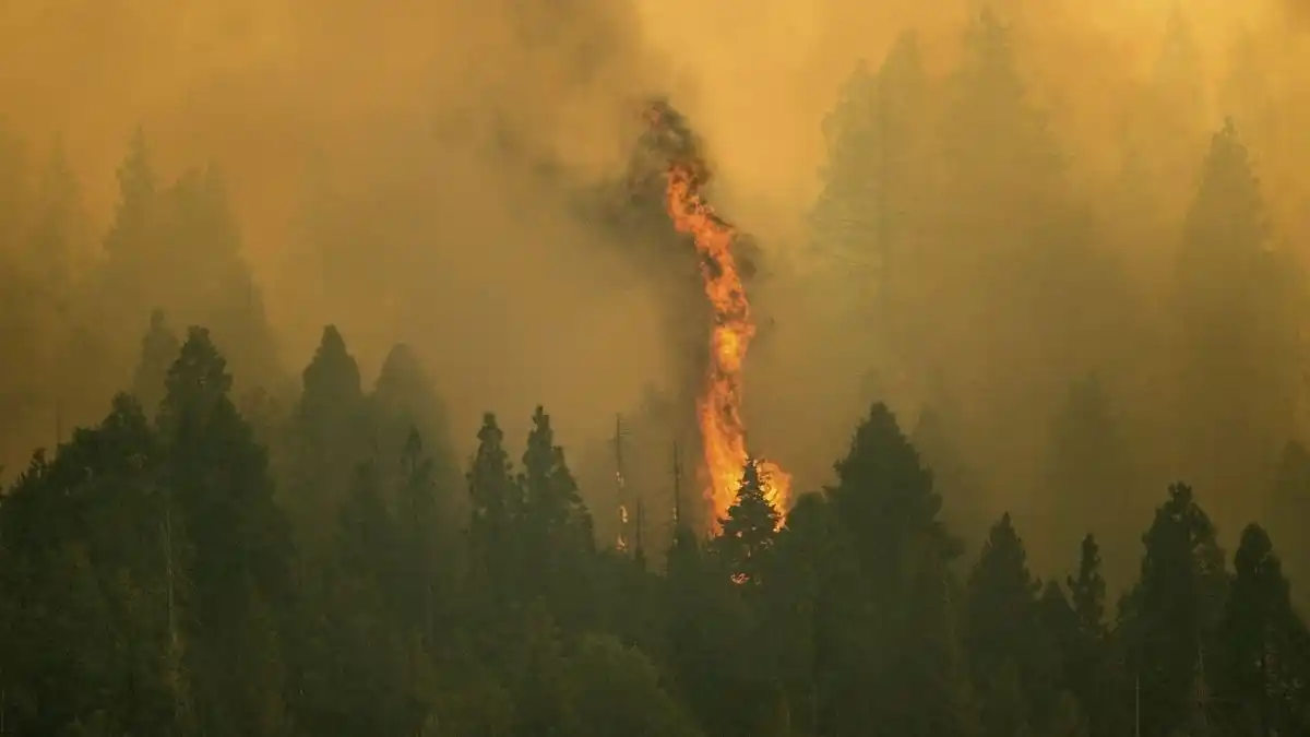 Los incendios amenazan a las milenarias secuoyas de California