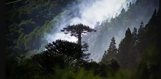 Incendio en el Parque Nacional Lanín: 15.200 hectáreas afectadas