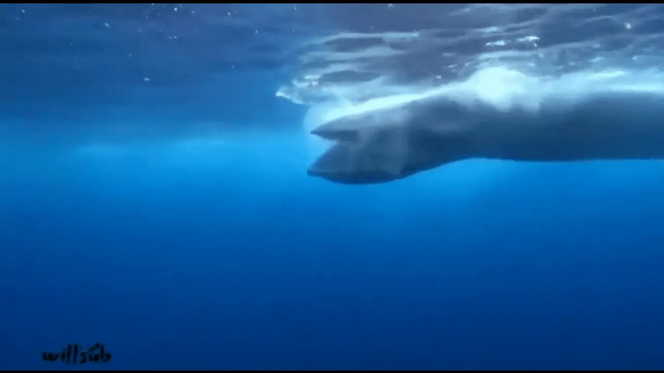 ¡IMPRESIONANTE! Submarinista logra imágenes de una ballena alimentándose en Chichiriviche de la Costa (+ Video)