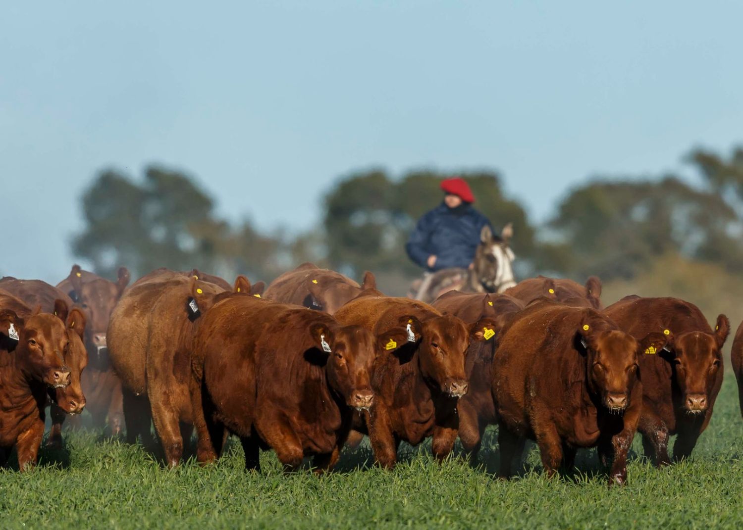 El programa de evaluación genética de Angus superó los 600 mil animales