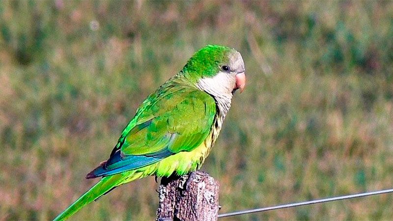 Solicitan extremar las recomendaciones ante casos de psitacosis