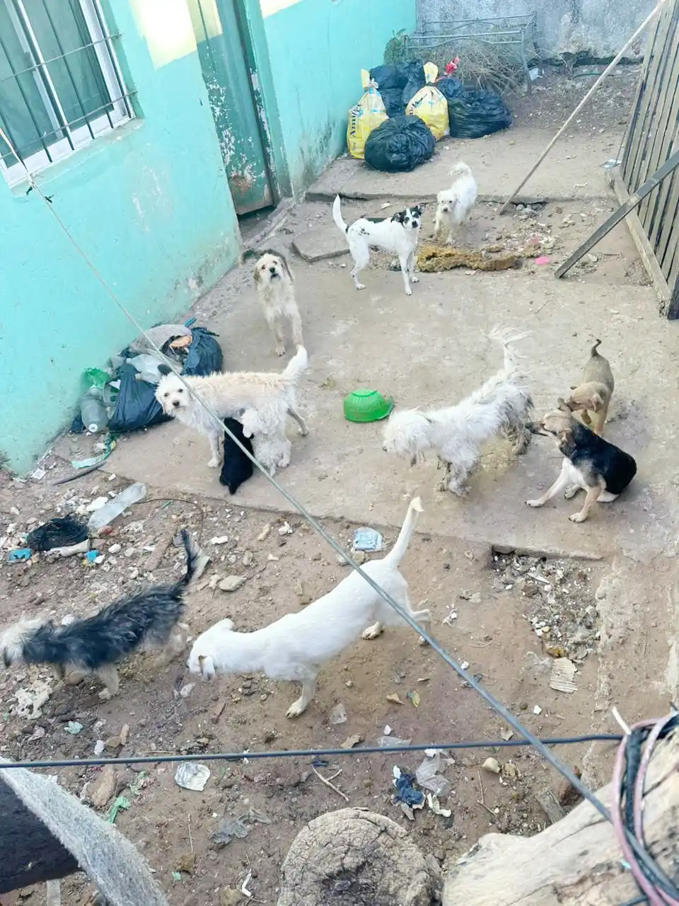 Recuperaron 17 perros tras una denuncia por maltrato animal