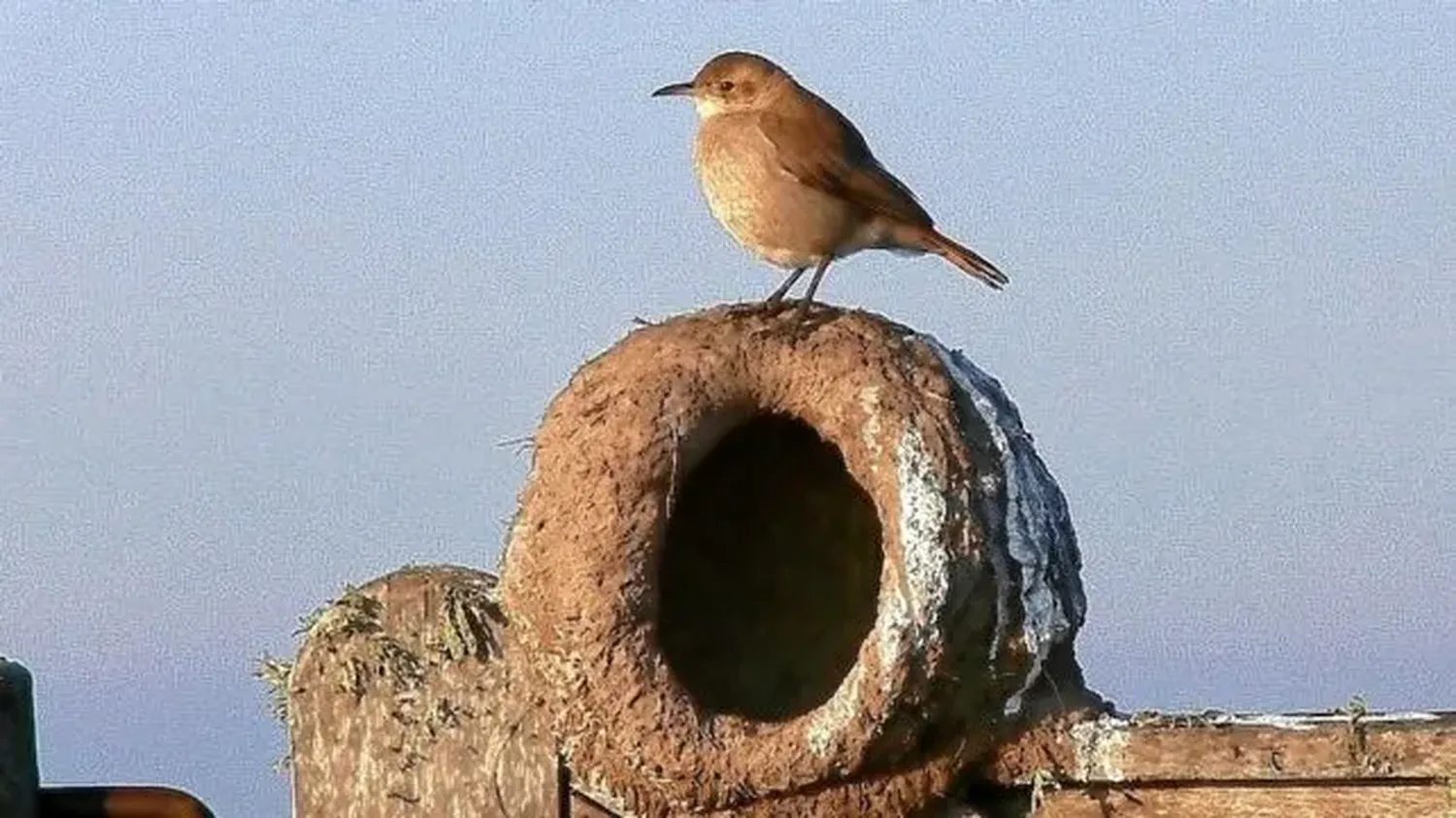 El hornero, las características del pájaro albañil