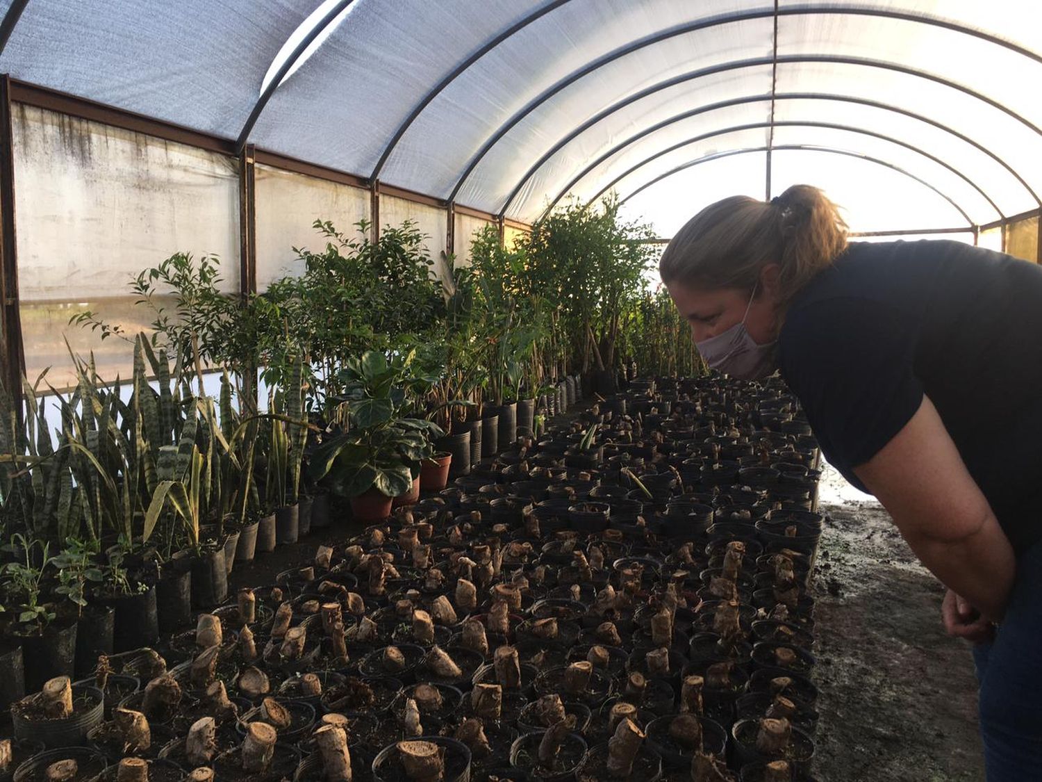 Un roble para las sampedrinas de campo: la experiencia de una las galardonadas en el Día de la Mujer Rural