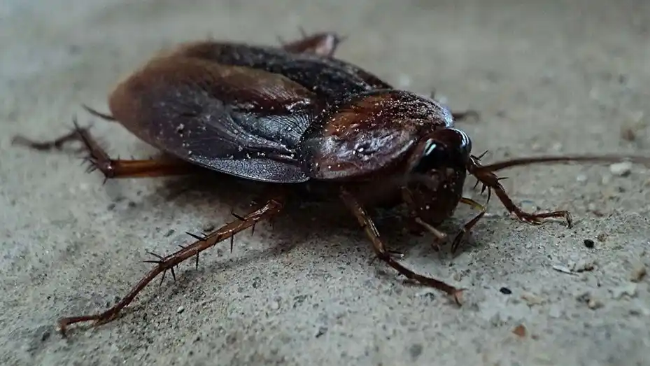 Tenía un intenso dolor de oídos, fue al hospital y le descubrieron 11 cucarachas