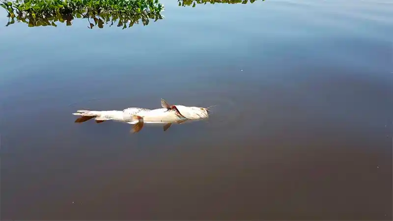 Río Paraná: Encontraron microplásticos en sábalos, rayas y armados