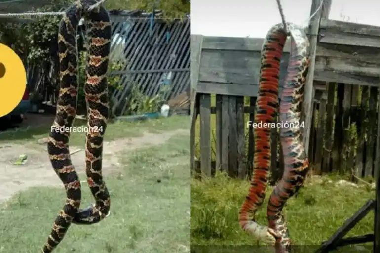 Apareció una serpiente gigante en Entre Ríos y generó preocupación