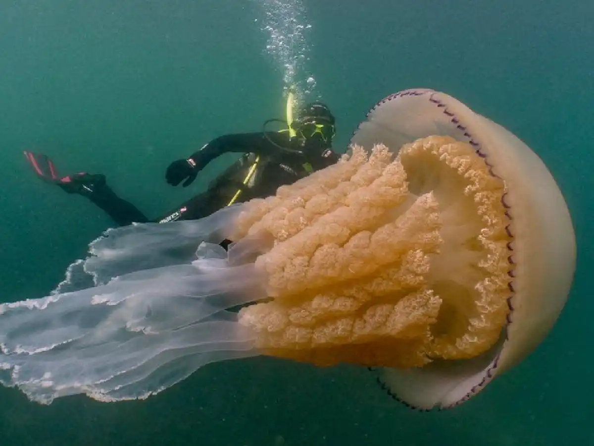 El sorprendente encuentro entre unos buzos y una medusa gigante