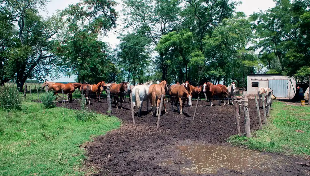 Confirmaron casi 60 casos de Anemia Infecciosa Equina entre el norte bonaerense y sur de Santa Fe
