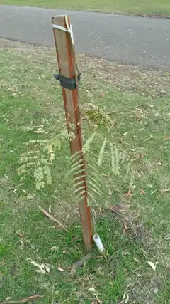 La Dirección de Ambiente invita a Clubes a plantar árboles