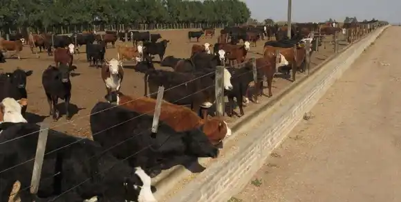 El Monitor Ganadero de FADA reflejó suba de precios y márgenes positivos en feedlots