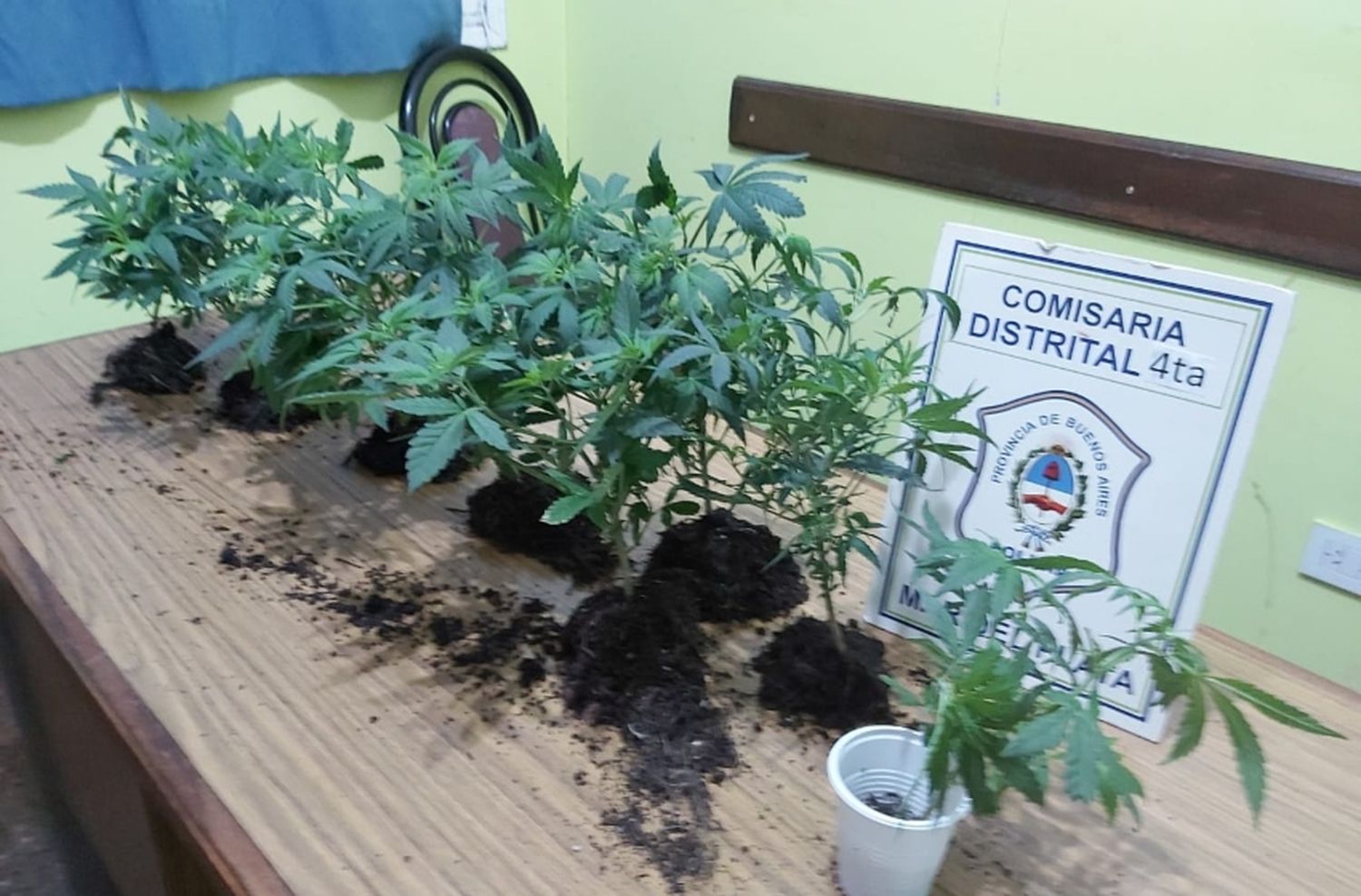 Dijo tener un Indoor de marihuana y poseía 8 plantas en el patio