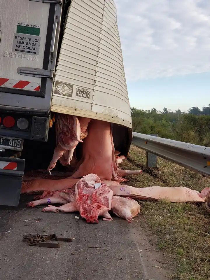 Ruta 168: un camión con cerdo se desfondó y una muchedumbre se llevó la carga