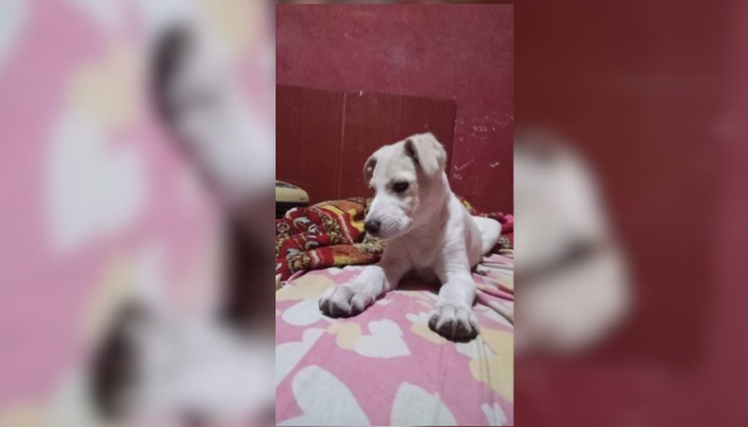 Mascotas: buscan un perrito perdido